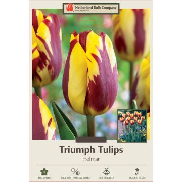 Tulipa, Triumph Tulip 'Helmar'