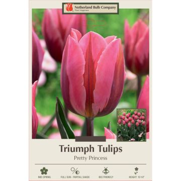 Tulipa, Triumph Tulip 'Pretty Princess'