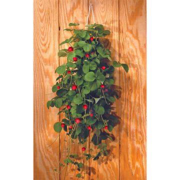 DeGroot Bag O’Blooms® Strawberry Kit