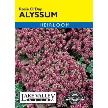 Labularia, Alyssum 'Rosie O’Day'