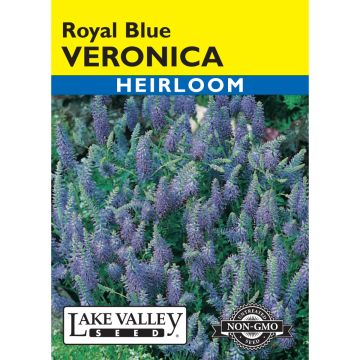 Veronica, Speedwell 'Royal Blue'