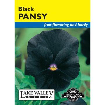 Viola, Pansy 'Black'