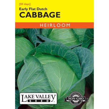 Brassica, Cabbage 'Early Flat Dutch' Heirloom