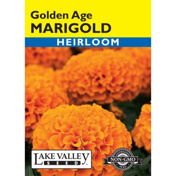 Tagetes, African Marigold 'Golden Age' Light Orange