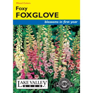 Digitalis, Dwarf Foxglove 'Foxy' Mixed Colors