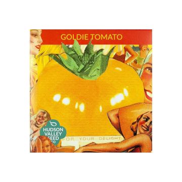 Solanum, Pole Tomato 'Goldie' ~ 25 seeds