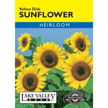Helianthus, Sunflower 'Yellow Disk'