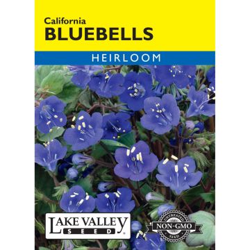 Phacelia, Bluebells 'California'