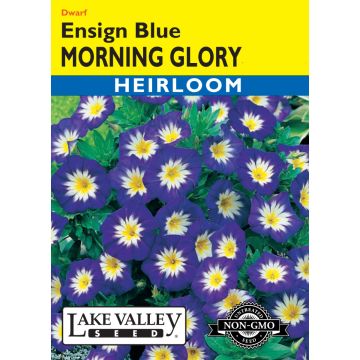 Convolvulus, Morning Glory 'Ensign' Blue