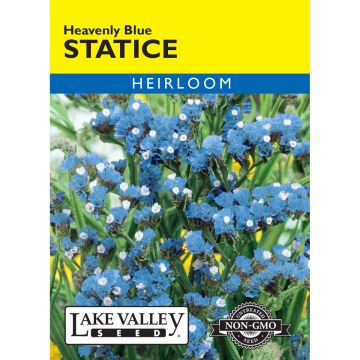 Limonium, Statice 'Heavenly Blue'