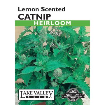 Nepeta, Catnip 'Lemon Scented' Heirloom