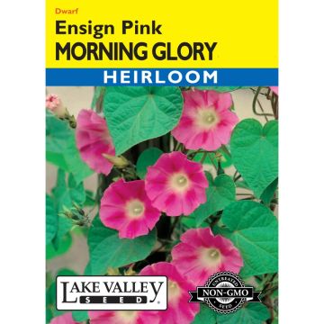 Convolvulus, Morning Glory 'Ensign Pink' Heirloom