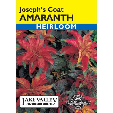 Amaranthus, Joseph’s Coat