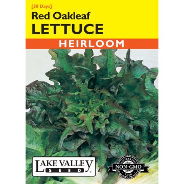 Lactuca, Lettuce 'Red Oakleaf Brunia'