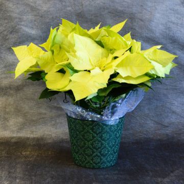 Green Envy Poinsettia, Premium Cover