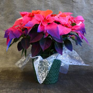 Holiday Sunrise Poinsettia, Premium Cover