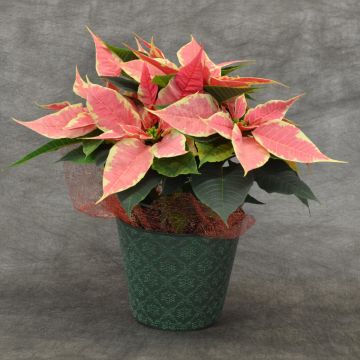 Marble Poinsettia, Premium Cover