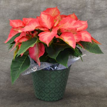 Ice Crystals Poinsettia, Premium Cover