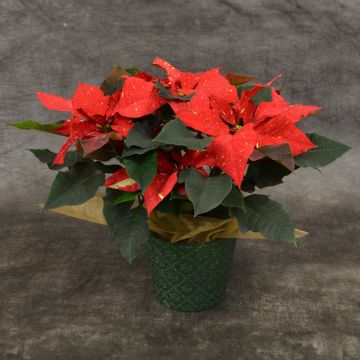 Jingle Bells Poinsettia, Premium Cover