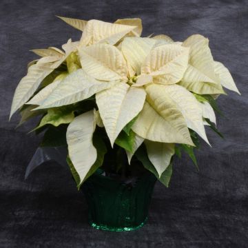 Champagne Painted Poinsettia, Foil Cover