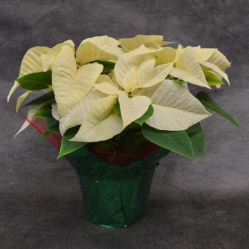 White Poinsettia, Foil Cover