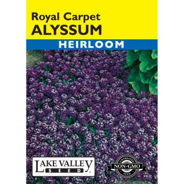 Lobularia, Alyssum 'Royal Carpet'