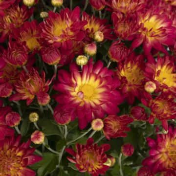 Chrysanthemum, Novelty Fall Mum 'Summer Sunset'