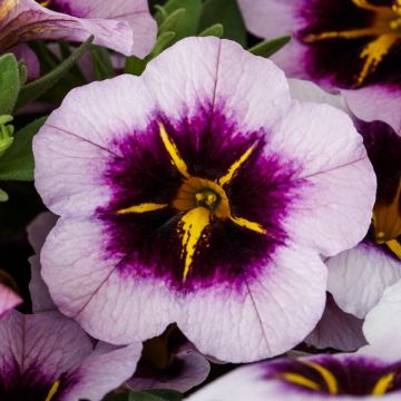 Calibrachoa, Callie® 'Blueberry Spark'