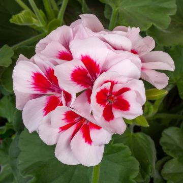 Geranium, Calliope® Medium 'White Splash'