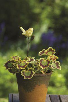 Ancient Graffiti, Yellow Bird Plant Pick