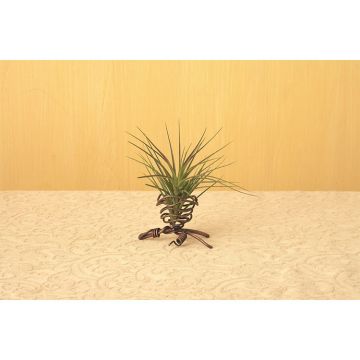 Ancient Graffiti, Air Plant Pod Stand 2.5IN