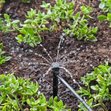 raindrip® Drip Irrigation Bubbler Adjustable Full-Circle 8-Stream Spray with Stake 1 pack