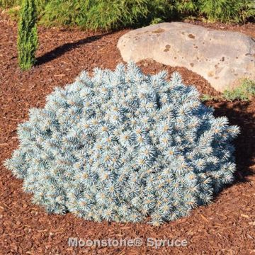 Picea, Colorado Spruce 'Moonstone® Globe'