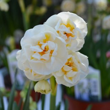 Narcissus, Double Flowering 'Bridal Crown'