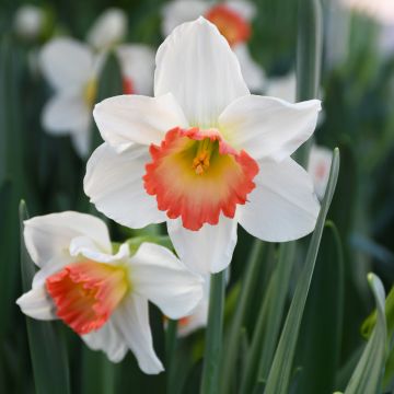 Narcissus, Large Cupped 'Pink Charm'