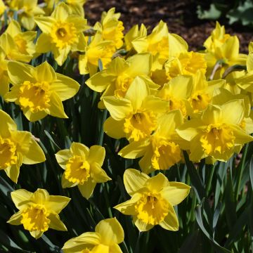 Narcissus, Daffodil Trumpet 'Dutch Master'