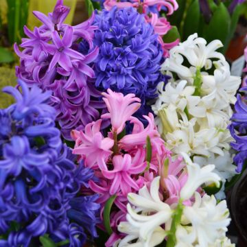 Hyacinth Assortment 'Gerten Grown Spring Mix'