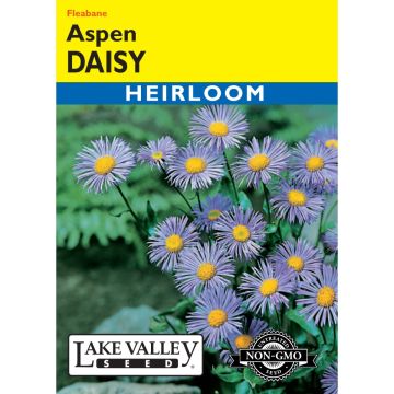 Erigeron, Aspen Daisy 'Fleabane' Heirloom