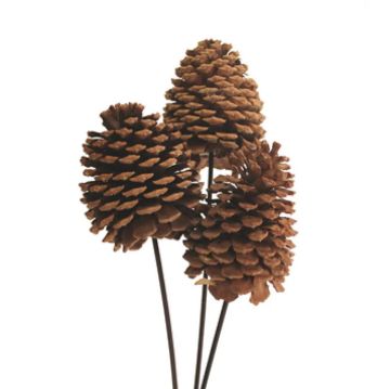 Jeffrey Pine Cones, Natural, 3 Stems