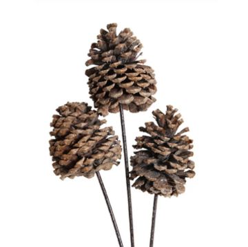 Jeffrey Pine Cones, Frosted, 3 Stems