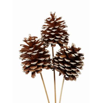 Jeffrey Pine Cones, White Tipped, 3 Stems