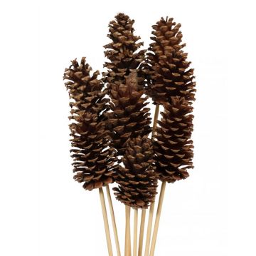 Pine Cones, Natural, 8 Stems