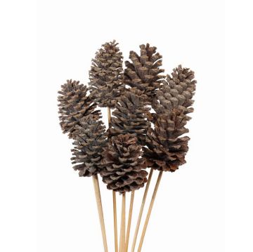 Pine Cones, Frosted, 8 Stems