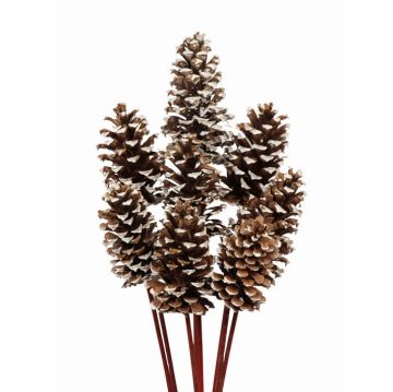 Pine Cones, White Tipped, 8 Stems