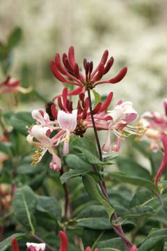 Lonicera, Common Honeysuckle 'Peaches & Cream'