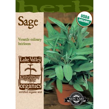 Salvia, Sage 'Broadleaf'