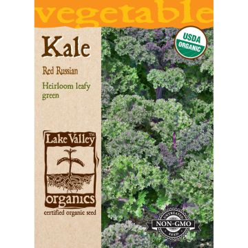 Brassica, Kale 'Red Russian' Organic Heirloom
