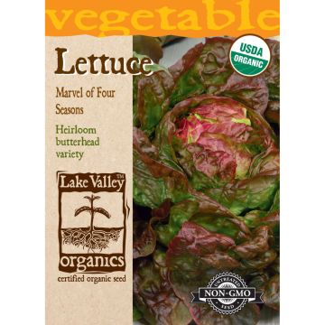 Lactuca, Lettuce 'Marvel Of Four Seasons'