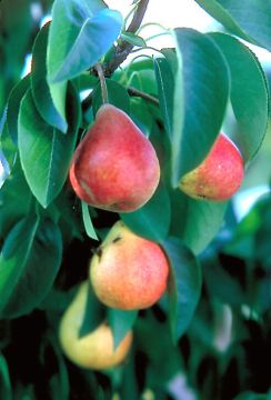 Pyrus, Pear 'Summercrisp'