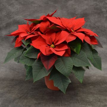 Red Poinsettia, Bare Pot